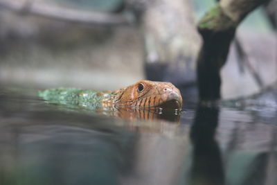 Close-up of turtle in lake