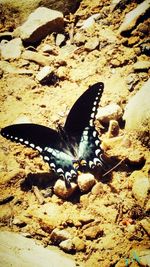 Close-up of butterfly on rock