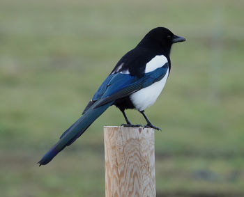 Close-up of bird perching on wooden post