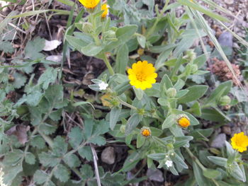 High angle view of yellow flowering plants