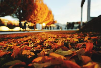 Close-up of leaves during autumn