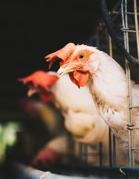 Close-up of chickens in cage