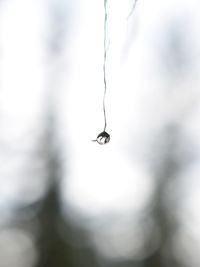 Close-up of water drop hanging from tree