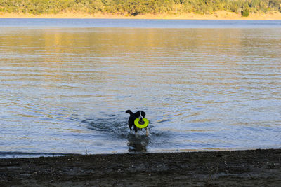 High angle view of dog by water against sky