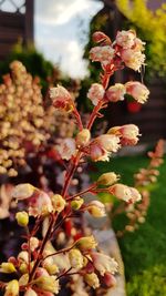 Close-up of flowering plant