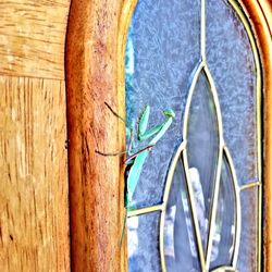 Close-up of lizard on wood