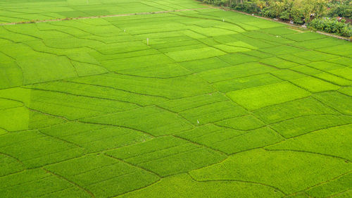 Great view of tje large rice paddy fields in nanggulan, kulonprogo  yogyakarta, indonesia