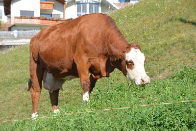 Cows grazing in a field