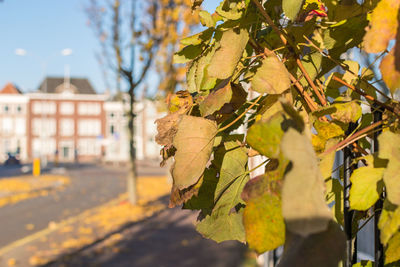 Close-up of yellow maple leaves on tree