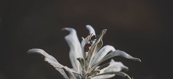 Close-up of wilted flower with warps against black background