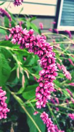 Close-up of pink flowers