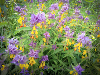 Close-up of purple flowers blooming outdoors