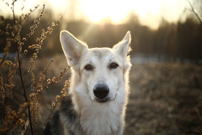 Close-up portrait of a dog on field