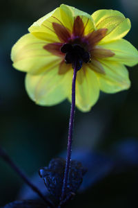 Close-up of purple flowering plant