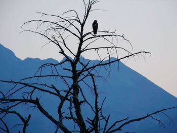 Low angle view of birds perching on tree