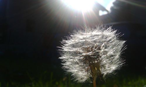 dandelion