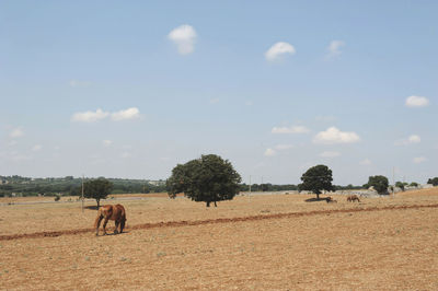 Elephant on field against sky