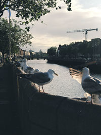 Seagulls perching on a lake