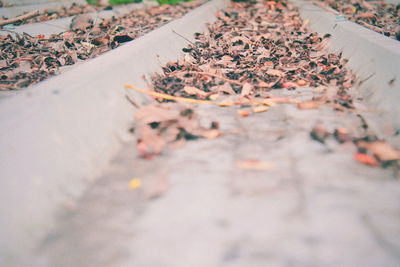 High angle view of dry leaves on road