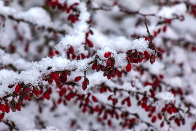 Branches of berberis thunbergii dc in winter with red ripe berries.