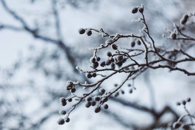 Low angle view of frozen plant