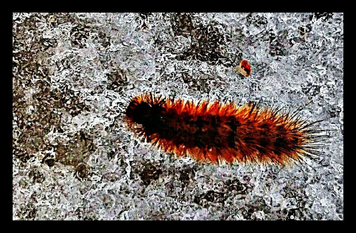 Fuzzy caterpillar