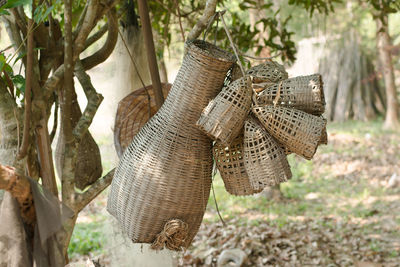 Close-up of an animal on tree trunk