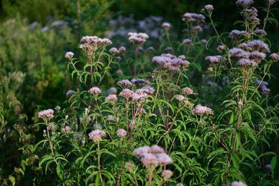 Close-up of purple flowering plants on field