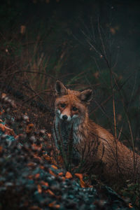 Portrait of a wild fox