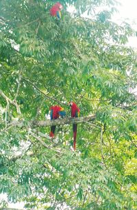 View of trees on red road