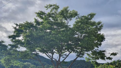 Low angle view of tree against sky