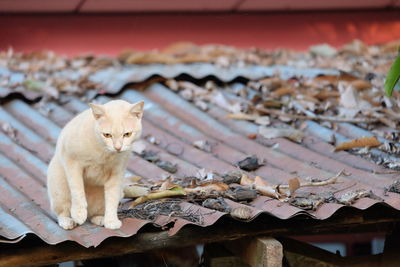 Portrait of cat sitting on roof