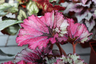 Bright colorful leaves on a painted begonia plant