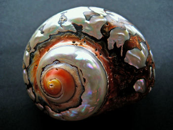 Close-up of decorated seashell