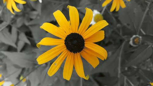 Close-up of yellow flower