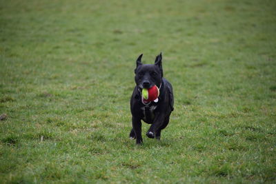 Dog on field