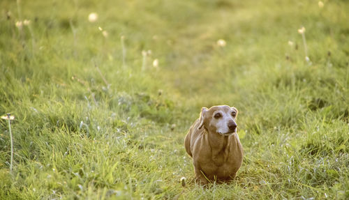 Dog sitting on grass in field