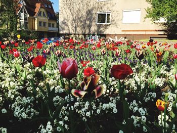 Red flowers blooming in park