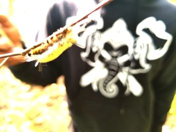 Close-up of person holding plant