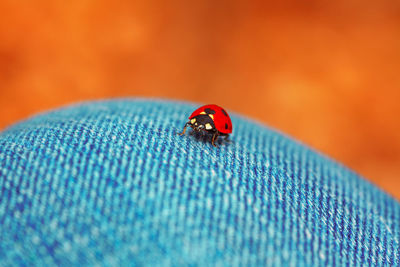 Ladybug on her foot . frafile insect on the blue jeans