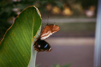 Close-up of butterfly on leaf