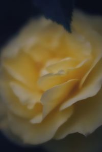 Close-up of yellow rose flower