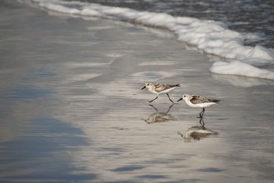 Birds in lake