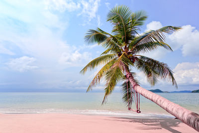 Palm tree by sea against sky