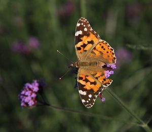 Close-up of butterfly pollinating on purple flower