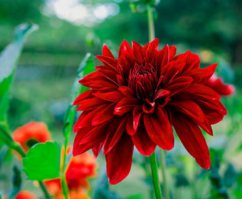 Close-up of red dahlia flower