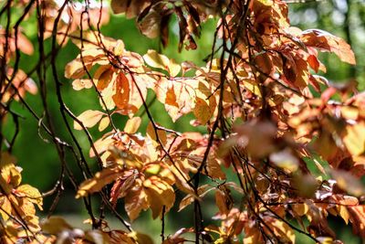 Close-up of leaves on tree during autumn