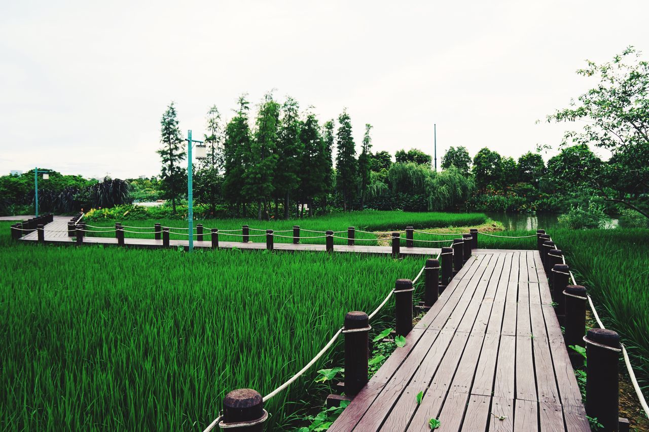 tree, green color, grass, wood - material, tranquil scene, day, tranquility, nature, outdoors, growth, sky, no people, beauty in nature, scenics, water, footbridge