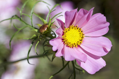 Close-up of pink flower