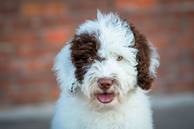 Close-up portrait of a dog